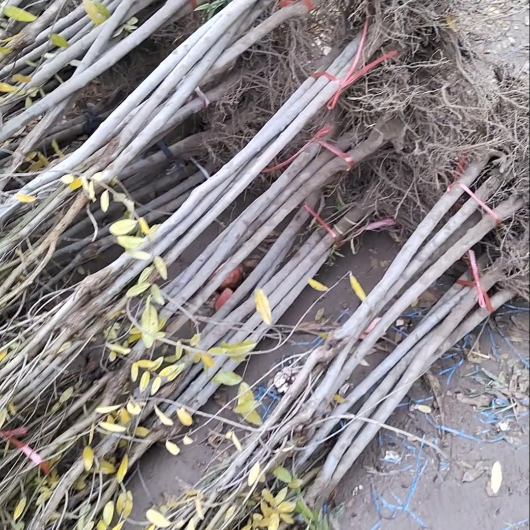 突尼斯嫁接庭院种植苗盆栽地栽裸根发货