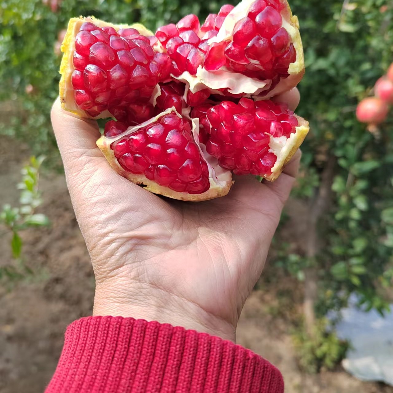 河阴软籽石榴河南荥阳特产