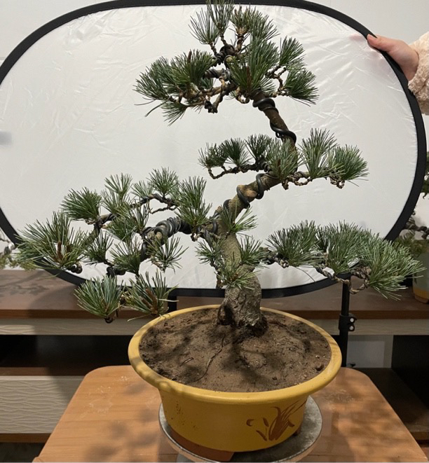 济州真柏黄金真柏珍珠柏五针松小盆景造型松柏造型一物一拍