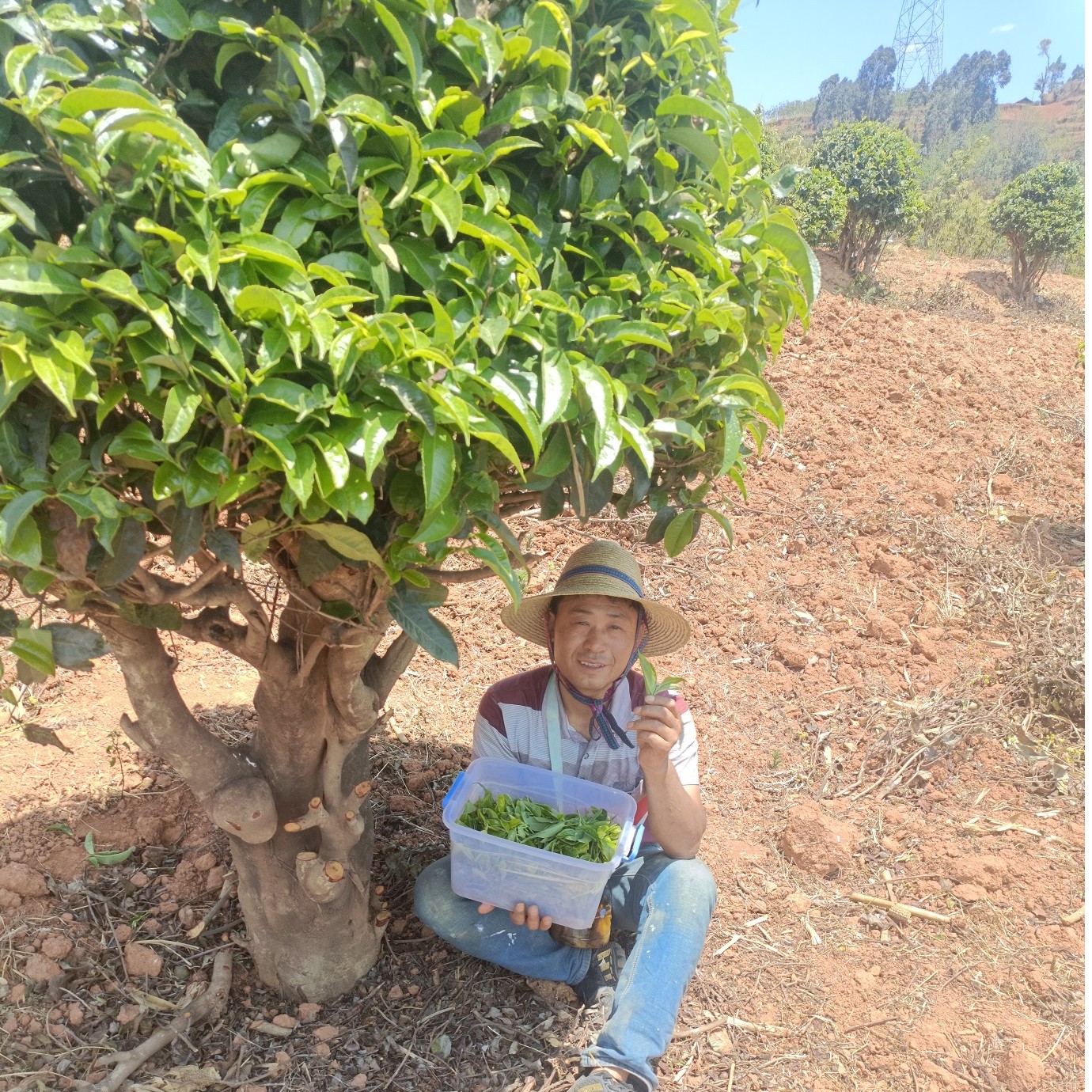 2025年云南宜良老树乔木普洱茶散茶