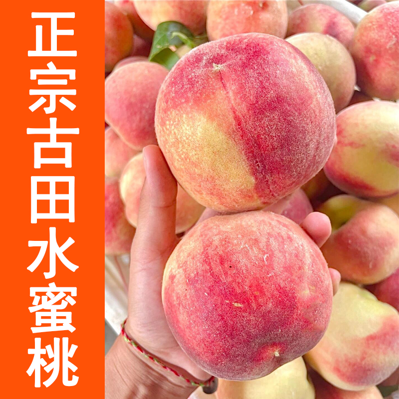 【古田水蜜桃】正宗果园福建古田水蜜桃水果新鲜整箱当季脆甜桃子
