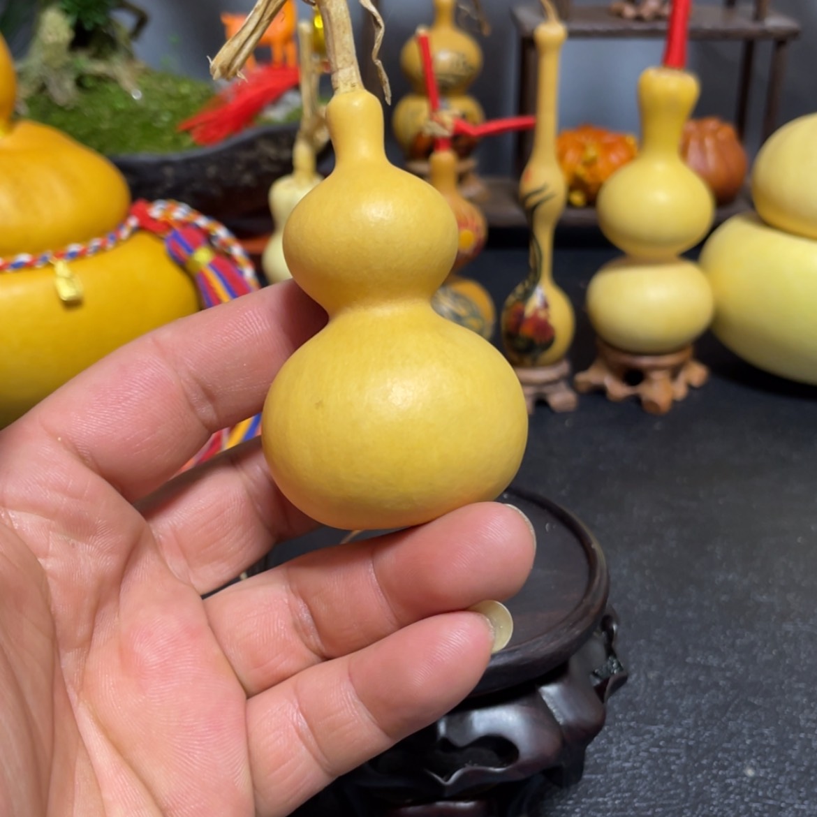 【闪购商品】天然葫芦开*李