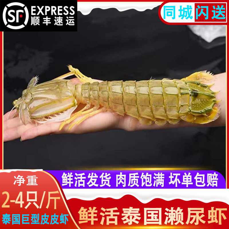 鲜活富贵虾特大濑尿虾皮皮虾3只冲氧活发包鲜包肥不包活巨型龙虾