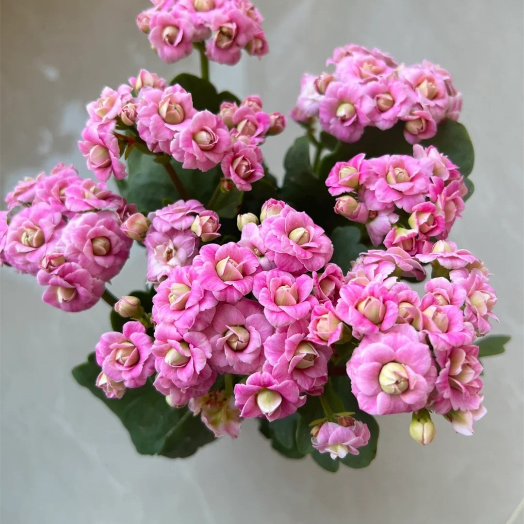 （粉巴黎）110盆一代种苗长寿 稀有大花品种 产地直发