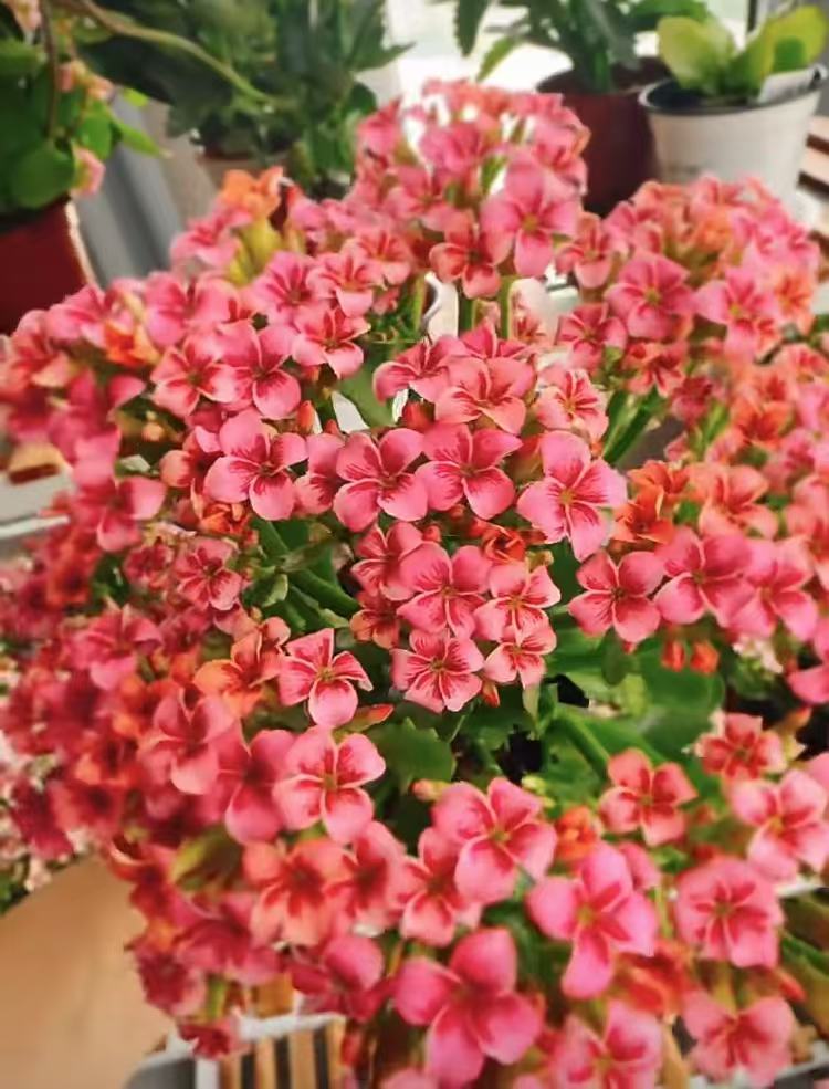 (史莱克)110盆一代种苗长寿 稀有单瓣品种 基地直发