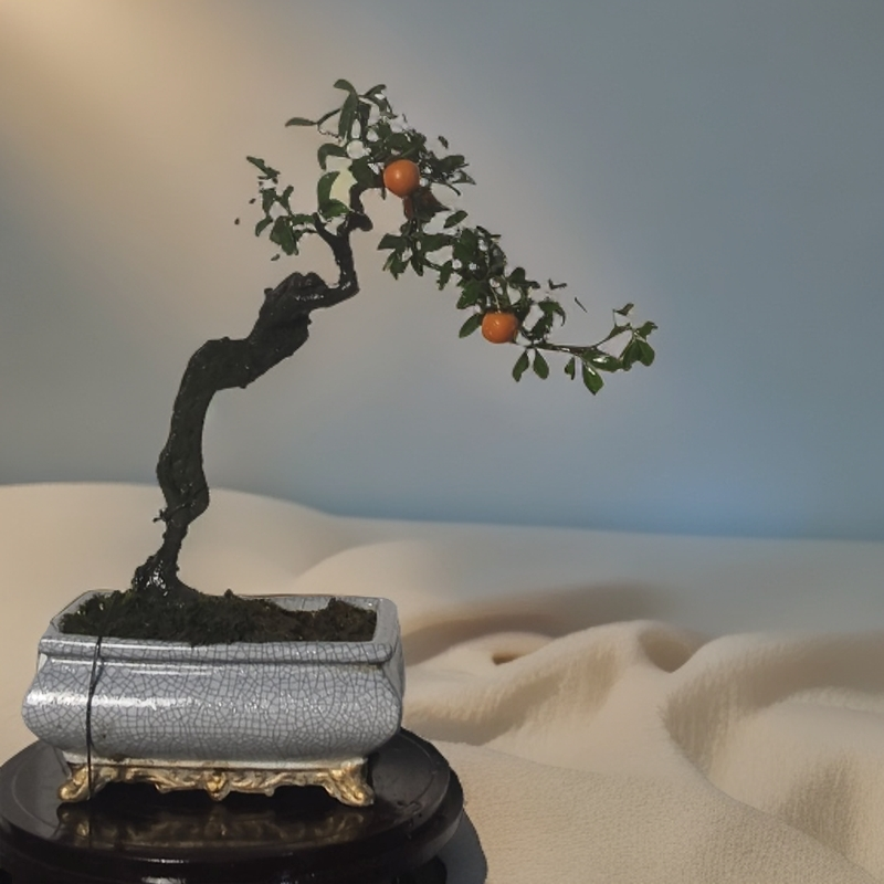 金弹子链接，仅供直播间使用