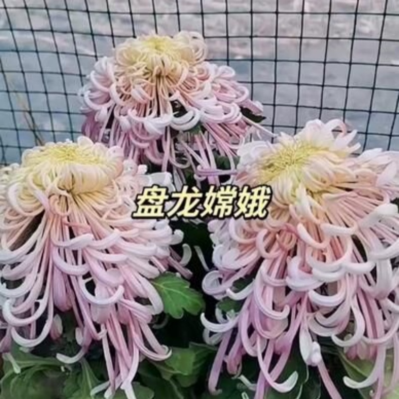【盘龙嫦娥】菊花九月菊阳台庭院盆栽地栽四季种植好养易活