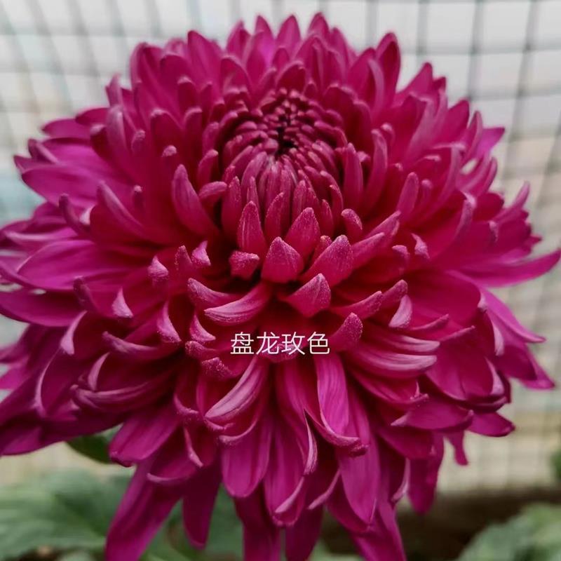 【盘龙玫色】菊花盆栽菊花苗九月菊原盆原土发货