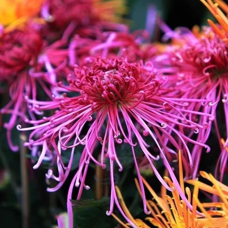 【红线串珠】菊花九月菊阳台庭院盆栽地栽四季种植好养易活