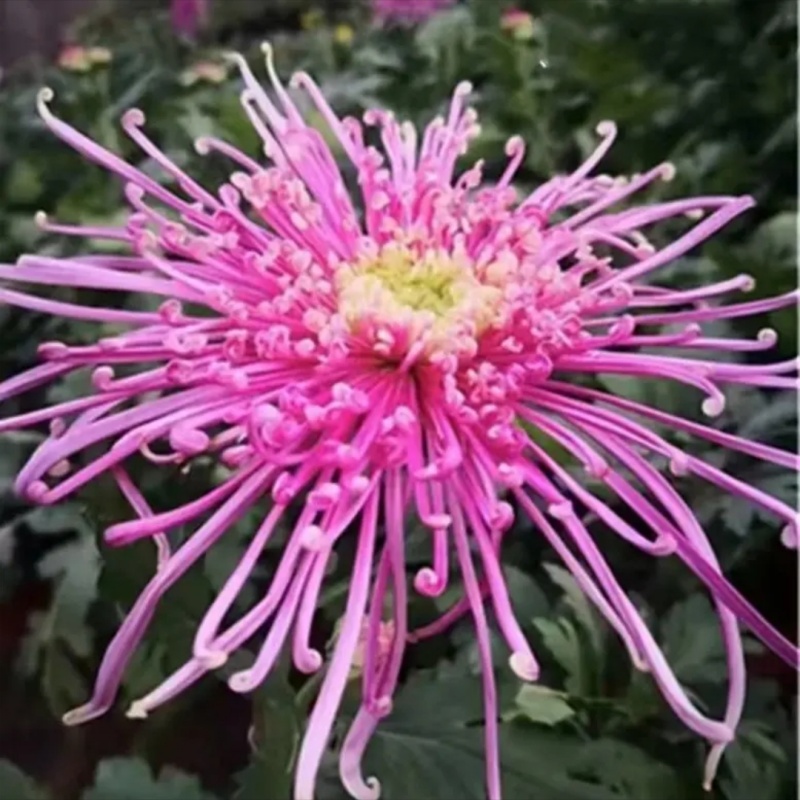 【紫丝】菊花九月菊阳台庭院盆栽地栽四季种植好养易活