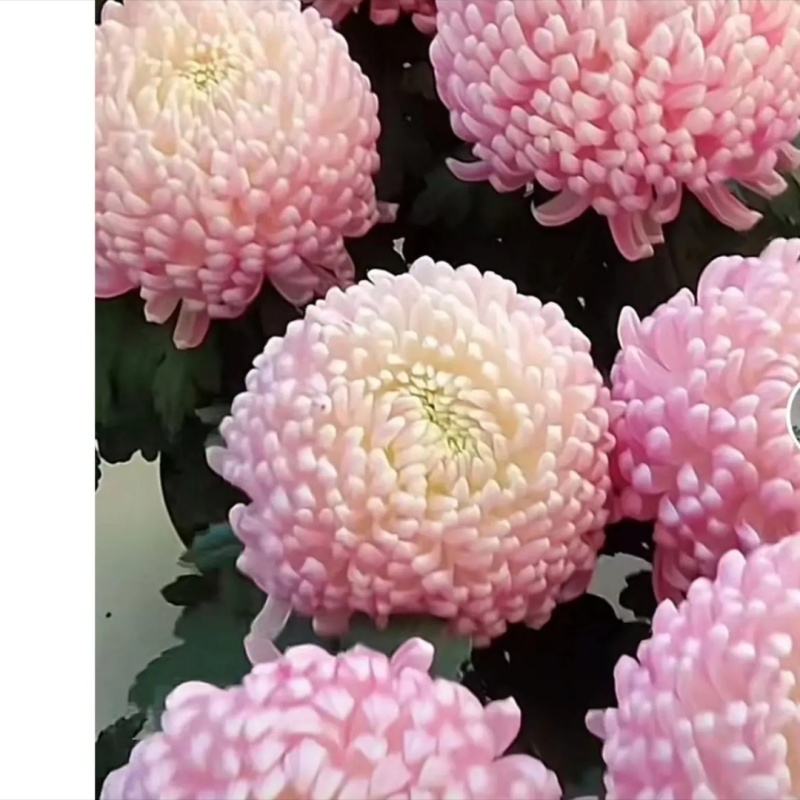 【兼六粉】菊花九月菊阳台庭院盆栽地栽四季种植好养易活