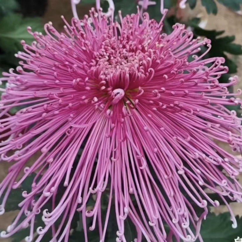 【泉乡烈火】菊花九月菊阳台庭院盆栽地栽四季种植好养易活