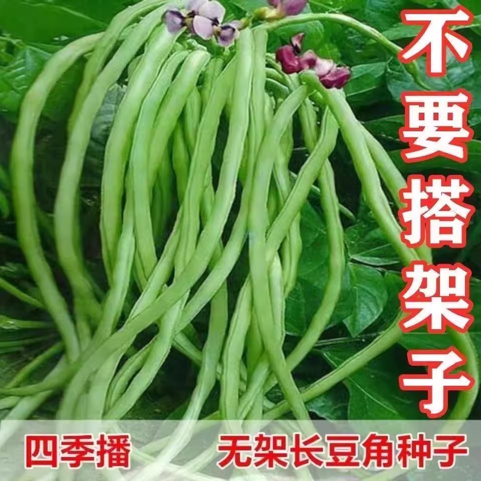 【全店满五元包邮】无架豆角四季豆种籽无架豆不搭架豇豆蔬菜种孑