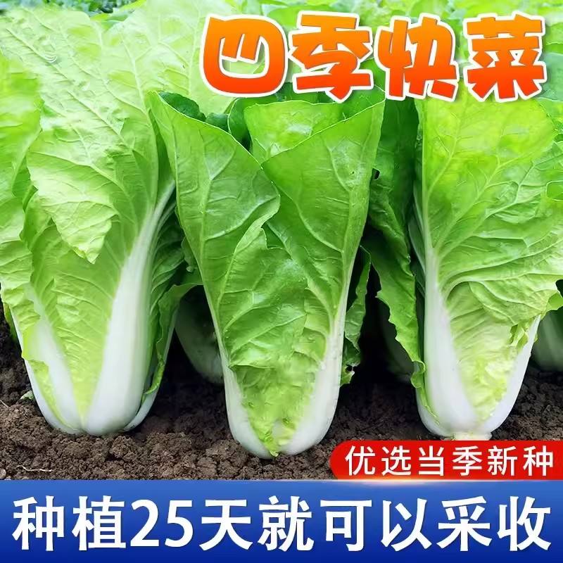 【全店满五包包邮】四季快菜种子小白菜种籽春夏秋冬季播种种子收获