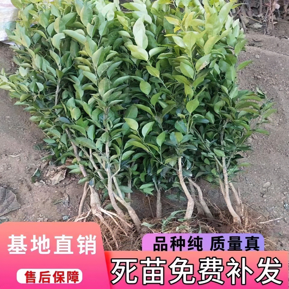 爱媛38网红果冻橙树苗耙耙柑丑柑金桔果树苗地栽盆栽正宗嫁接苗