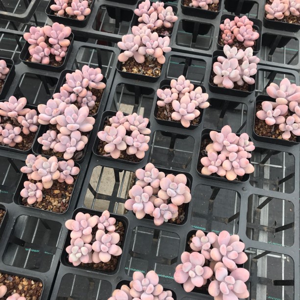 【 091-100】两颗包邮 华林园艺 小老桩多肉植物