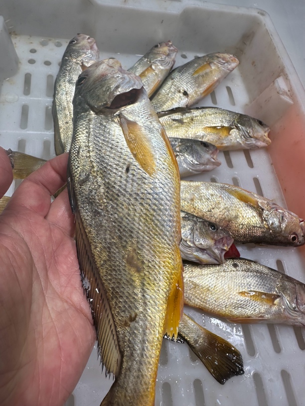 黄姑鱼黄三石浦海鲜