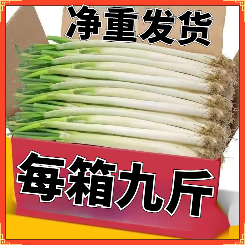 山东大葱甜辣葱大葱葱生食营养大葱山东大葱葱大葱现摘清仓农家包