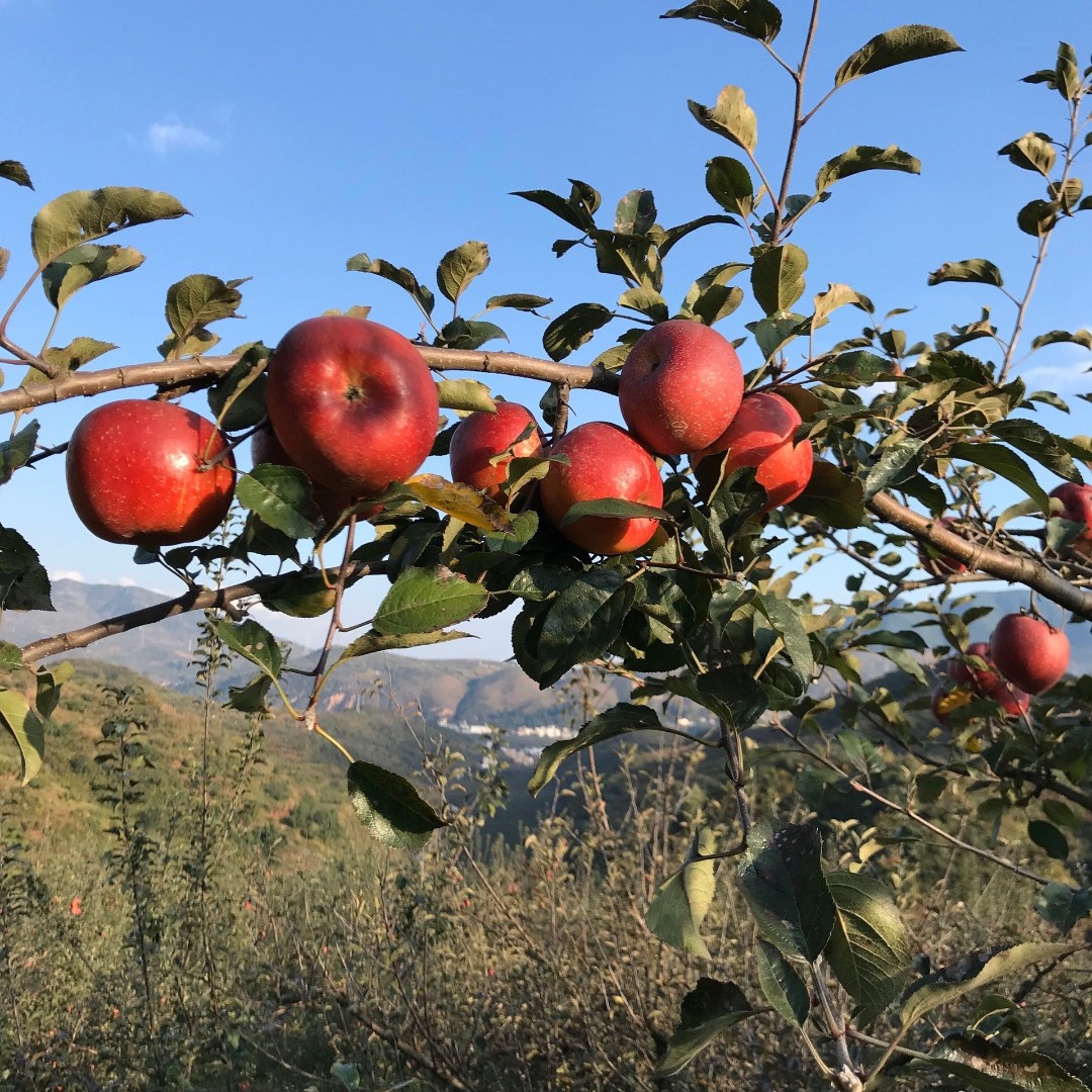 JIZHONGJI/极中极绿色种植昭通糖心苹果水果新鲜当季5/10斤箱纯甜