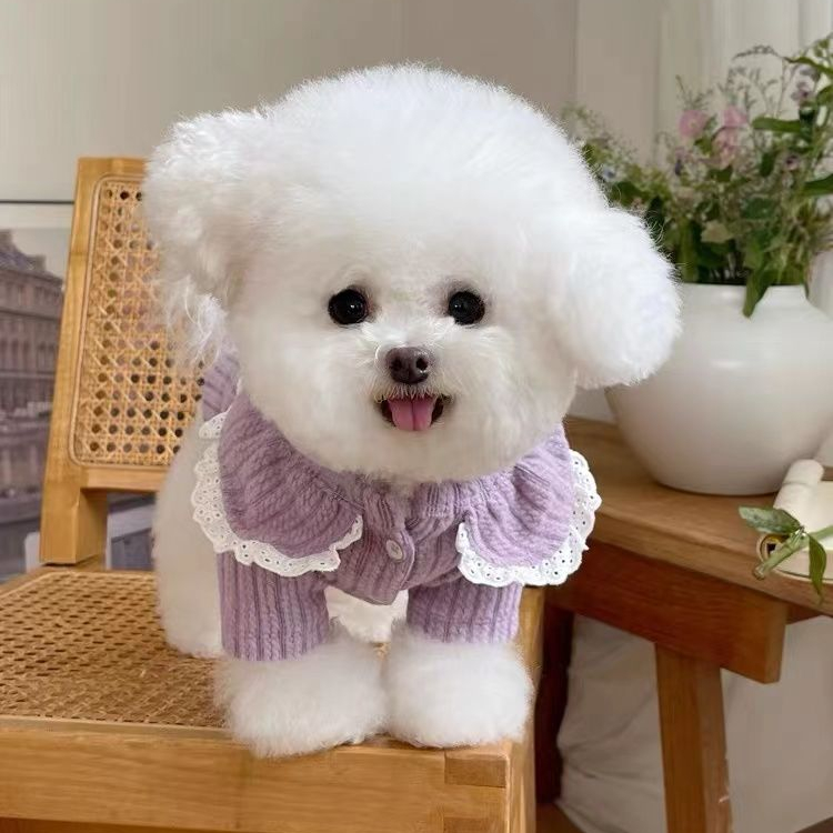 秋冬新款针织卫衣娃娃领蕾丝边开衫泰迪比熊狗狗猫猫外套宠物衣服