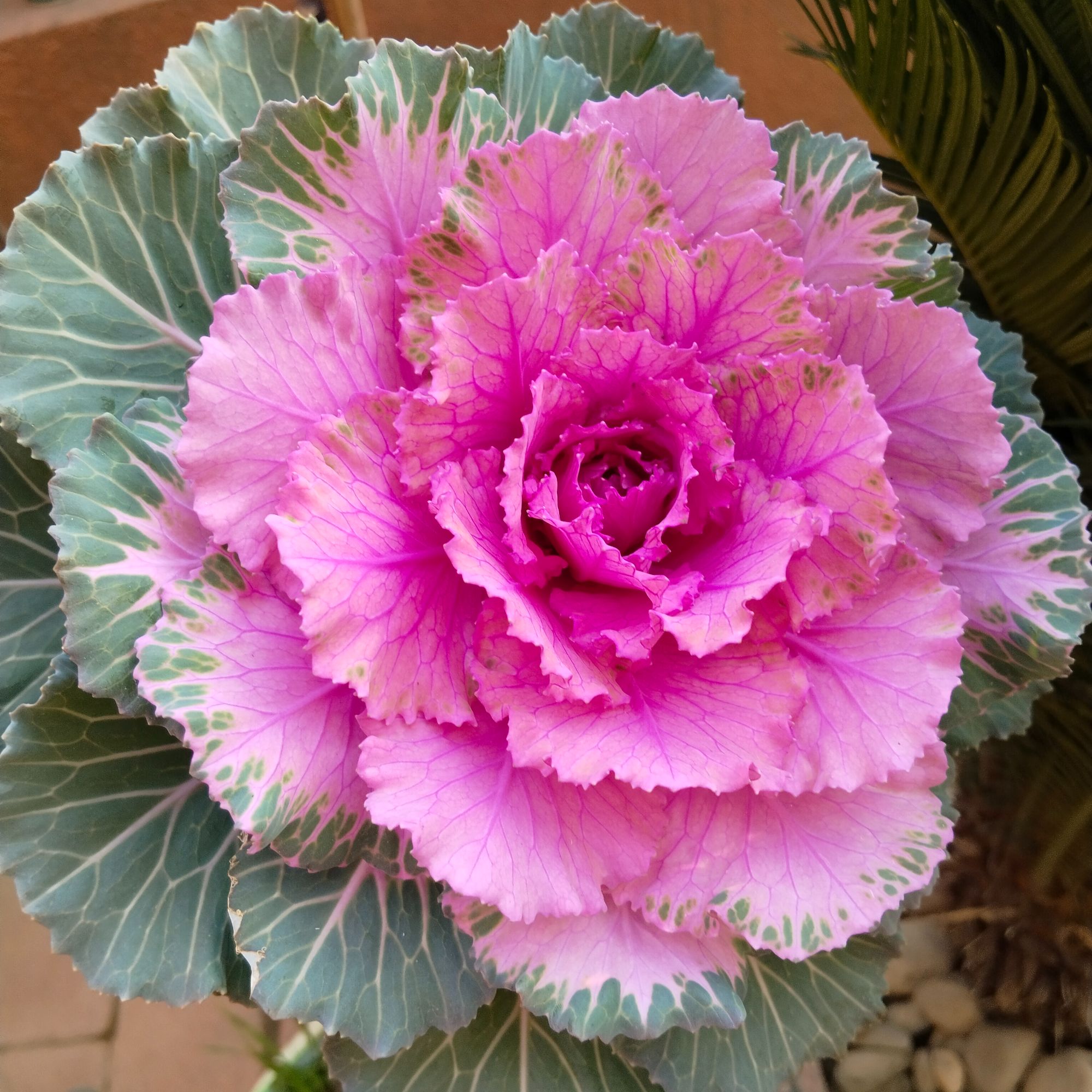 羽衣甘蓝种子混色