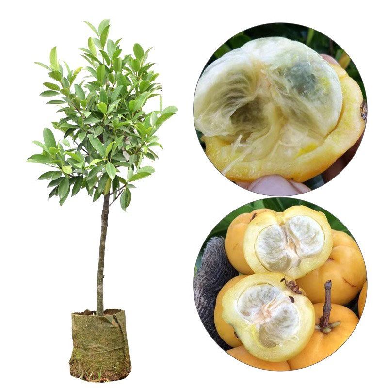 四季常绿黄金山竹嫁接苗庭院种植带土发货