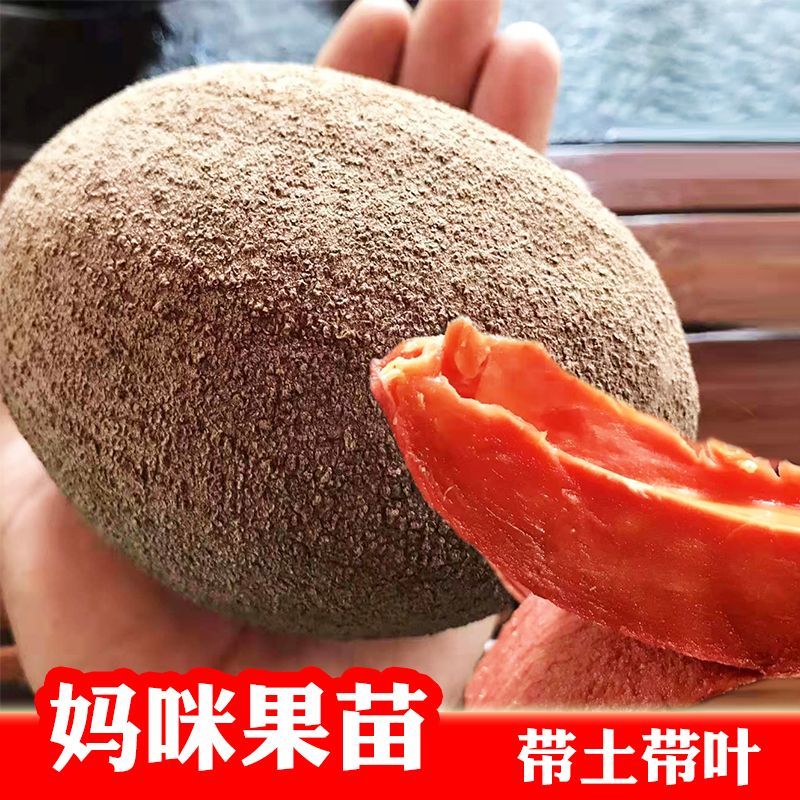 新品种马加纳妈咪果嫁接苗杯苗