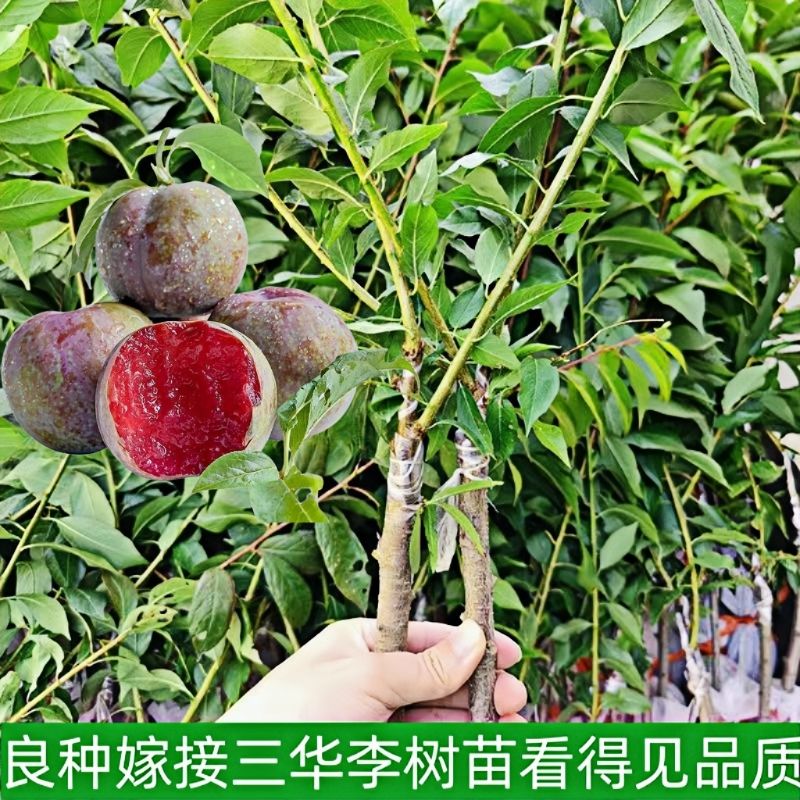 正品银妃三华李树苗杯苗