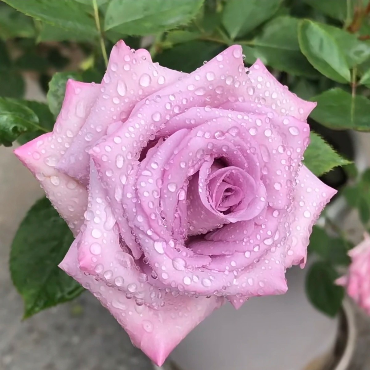紫雾/紫色迷雾 超新品切花月季花 抗病耐热耐开 原盆原土发货