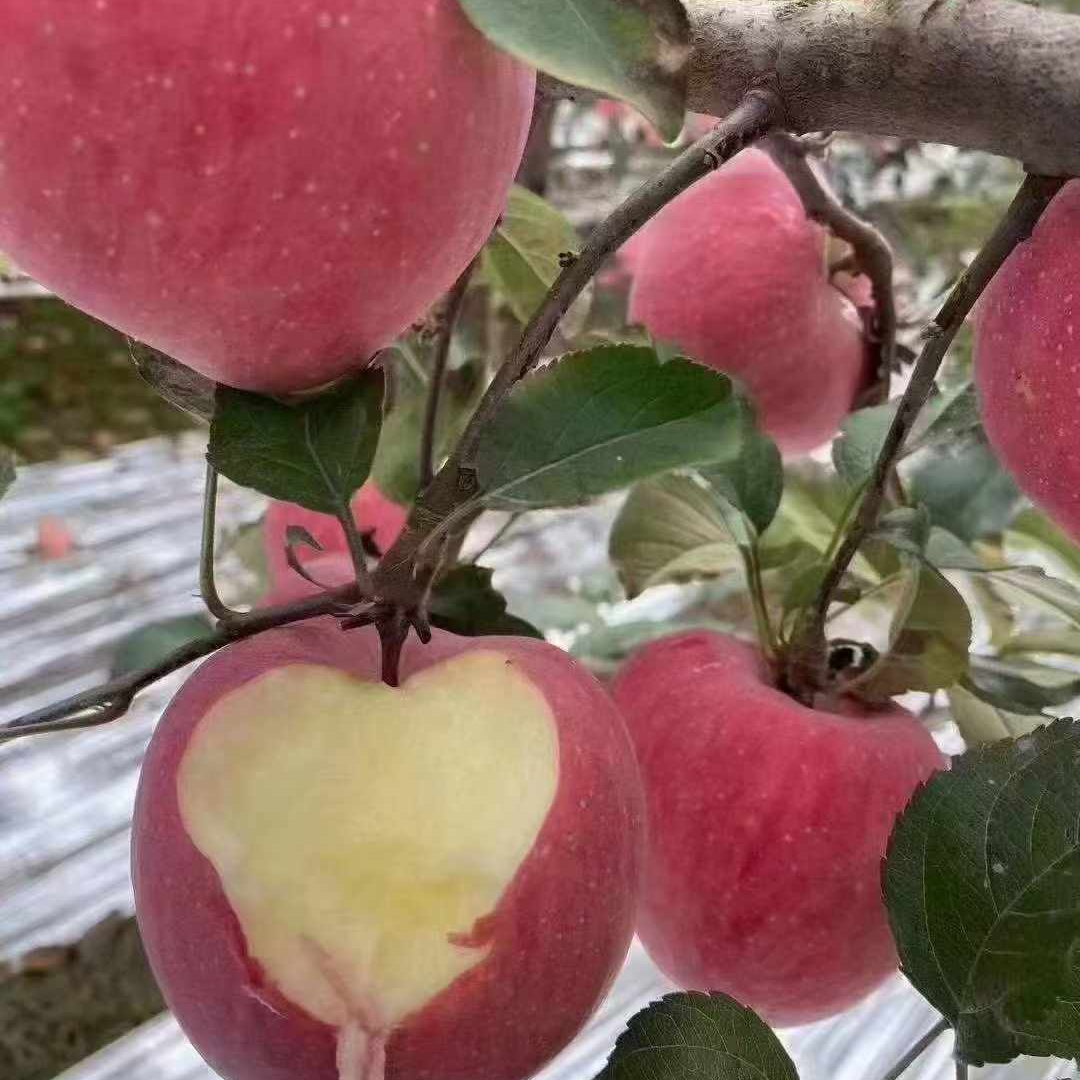 红富士红苹果很好吃5斤