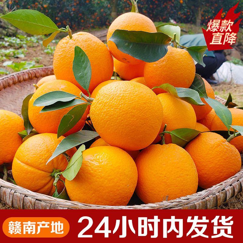 【新人开播】正宗赣南脐橙应季水果新鲜橙子产地直发3/5/9斤