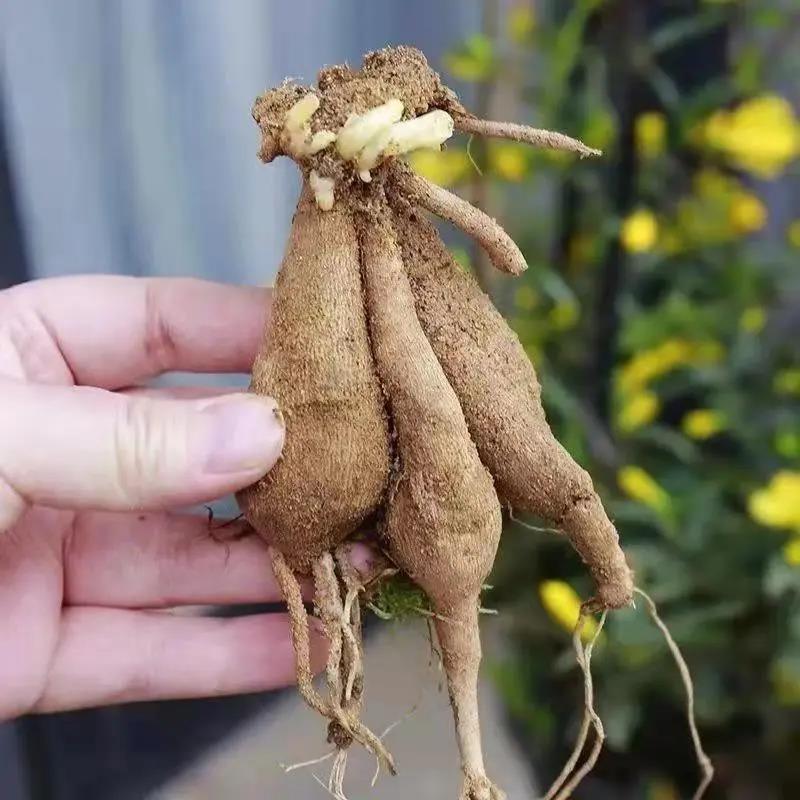 大丽花种球地瓜花重瓣巨型大花盆栽地载四季开花阳台种植花卉大全