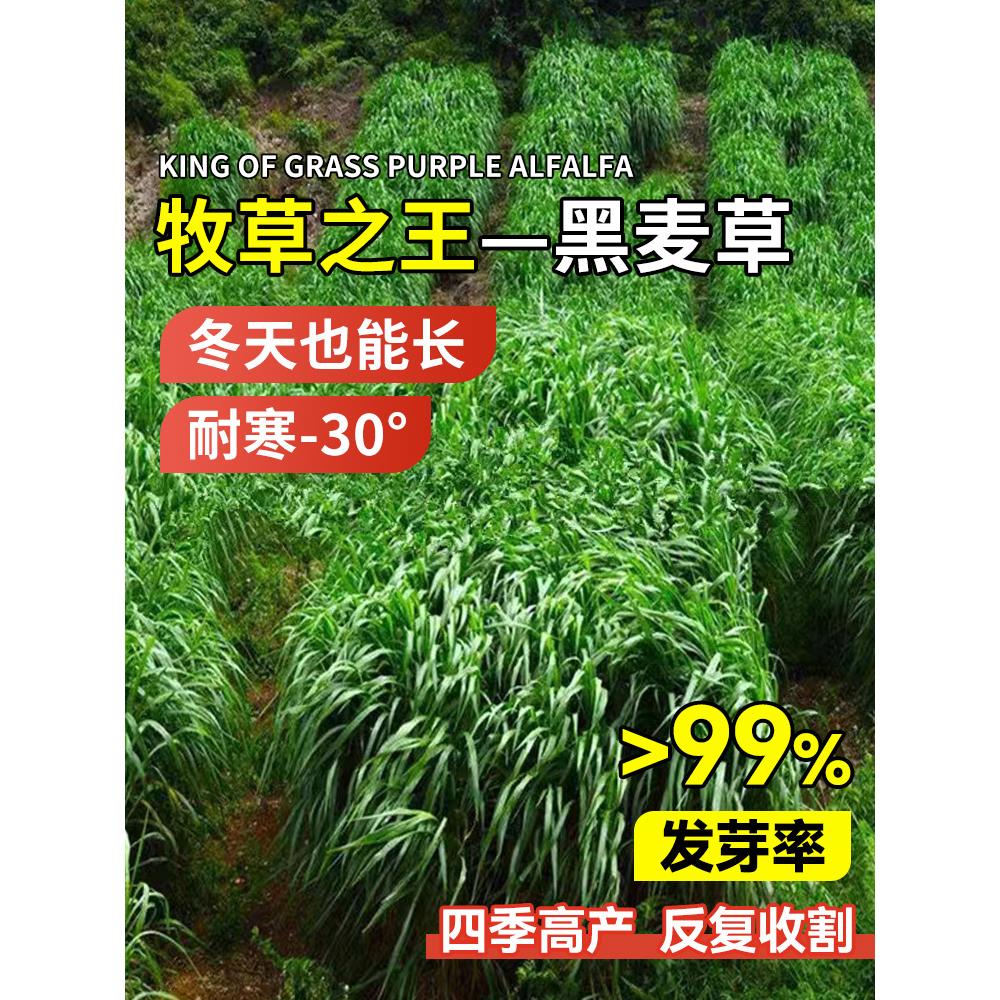 进口耐寒黑麦草种籽子种多年生牧草种子四季常青鸡鸭鹅猪牛羊鱼草