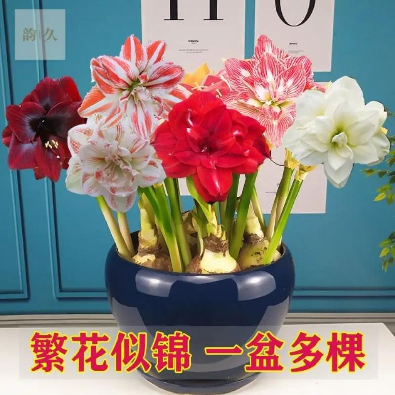 荷兰进口重瓣朱顶红种球超大花球室内外盆栽球根花卉四季开花植物
