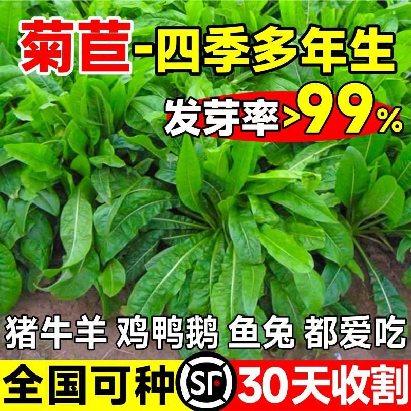 大叶菊苣草种籽多年生牧草种子四季养殖喂猪鸭鹅鸡兔子牛羊猪草籽