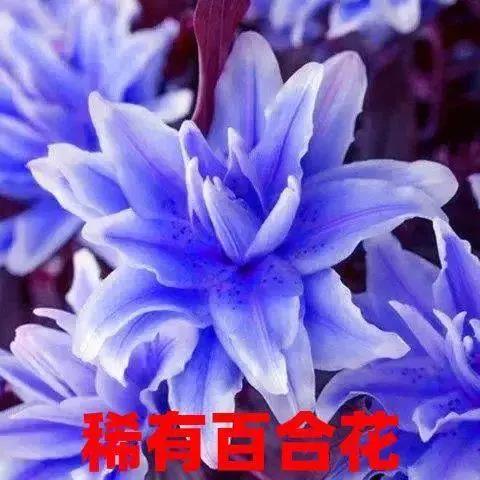香水百合花种球盆栽浓香型花卉可食用百合花苗子阳台庭院耐寒绿植