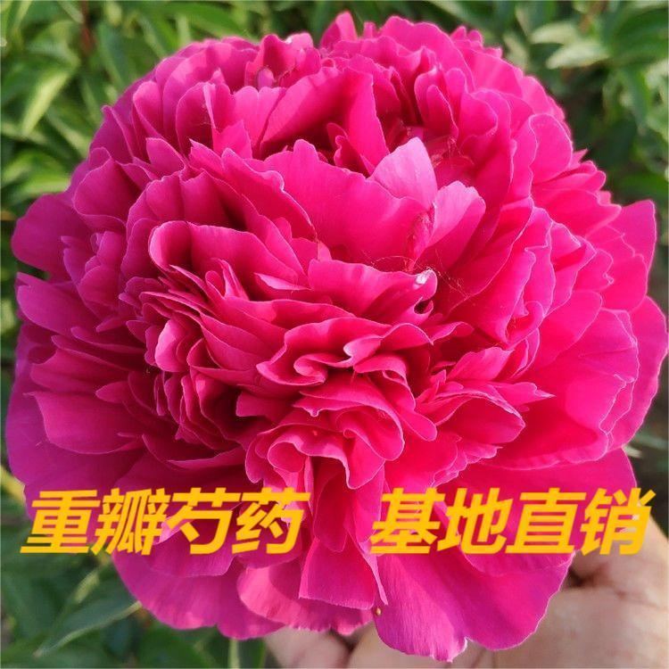 精品芍药花苗重瓣大花盆栽种根块室内庭院四季易活多年生花卉浓香