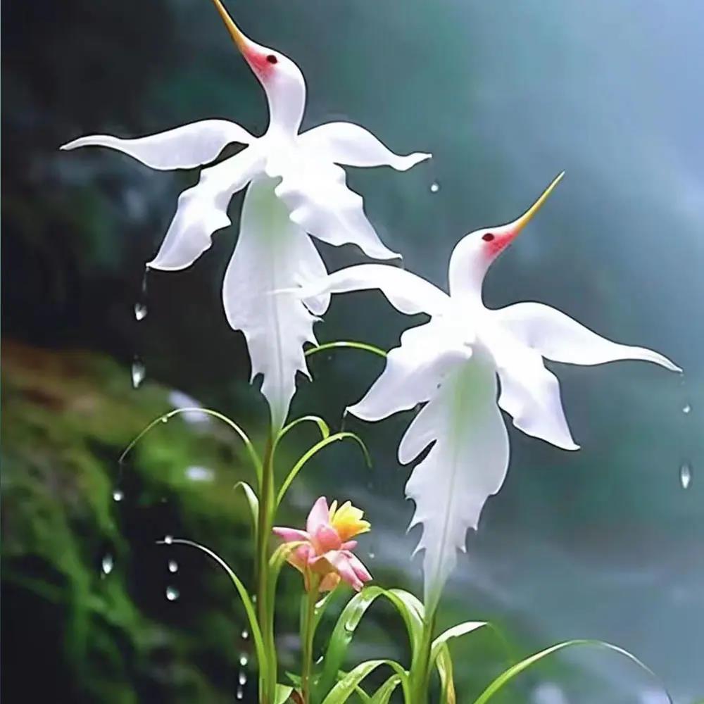 白鹭兰花种子四季种阳台庭院盆栽花卉植物室内阳台花籽室外常开花
