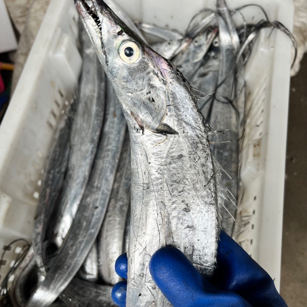 黄海小眼油带 码头新鲜速冻发货 