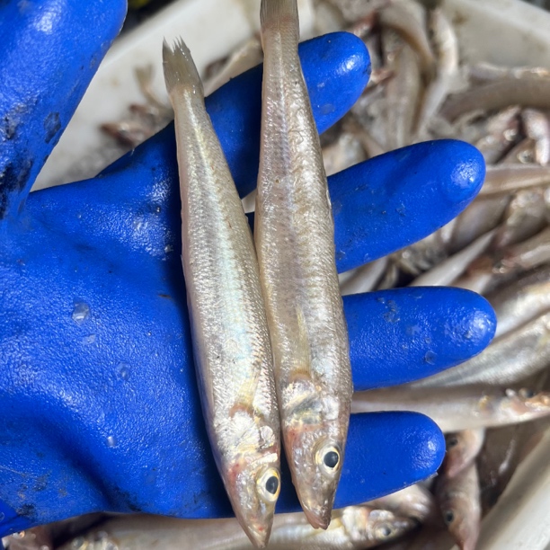 野生海捕沙丁鱼 新鲜速冻 连云港发货