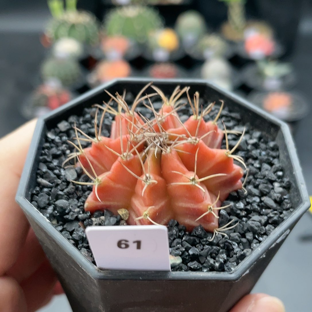 玖玩堂潮流植物皮色米哈