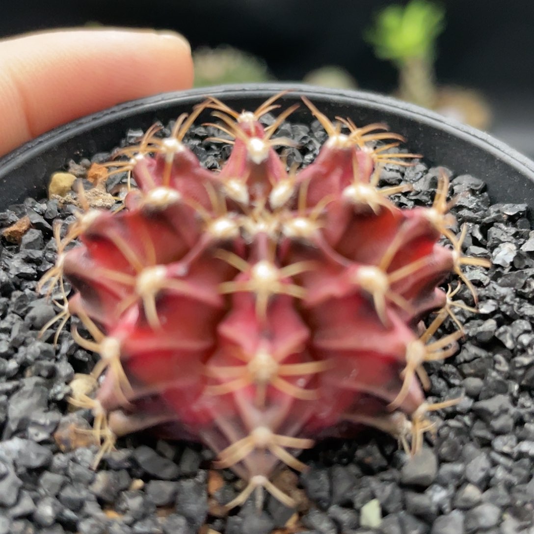 玖玩堂潮流植物穹顶米哈锦