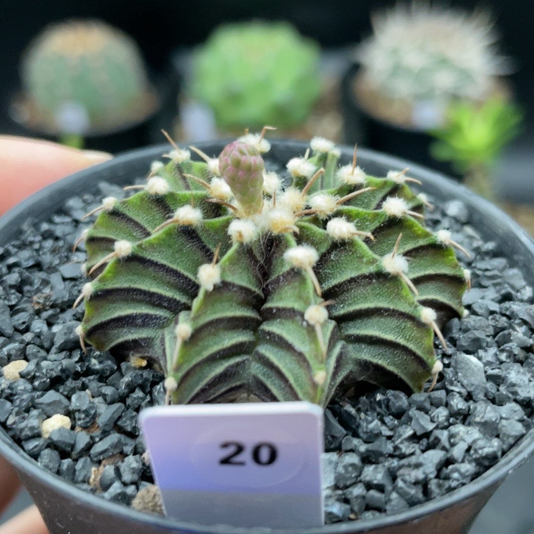 玖玩堂潮流植物纯肋骨