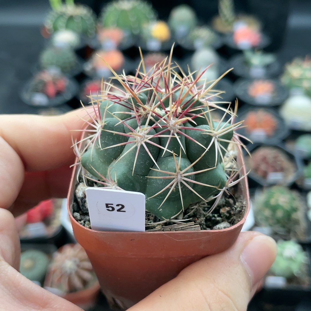 玖玩堂潮流植物大统领