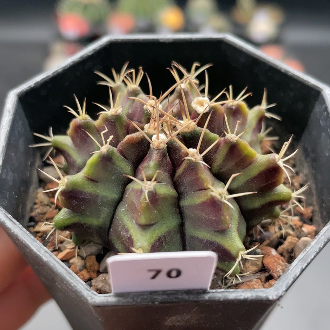 玖玩堂潮流植物龟甲美纹米哈