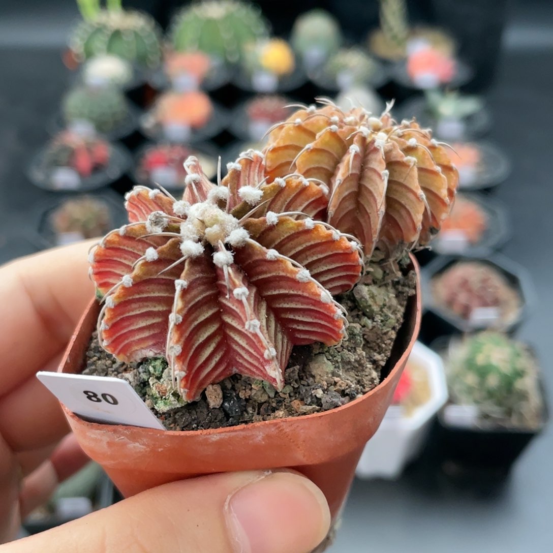 玖玩堂潮流植物皮色肋骨