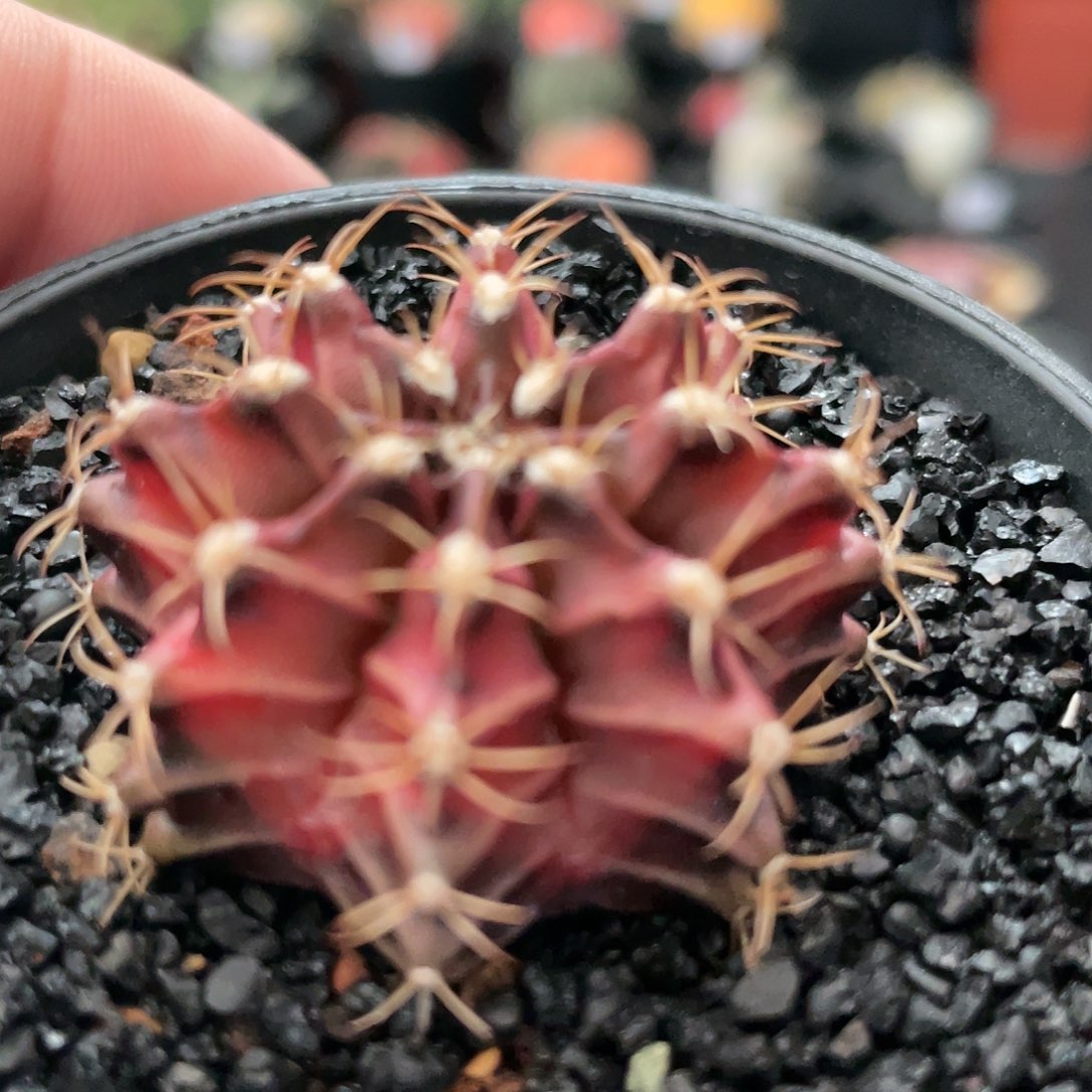 玖玩堂潮流植物穹顶米哈锦