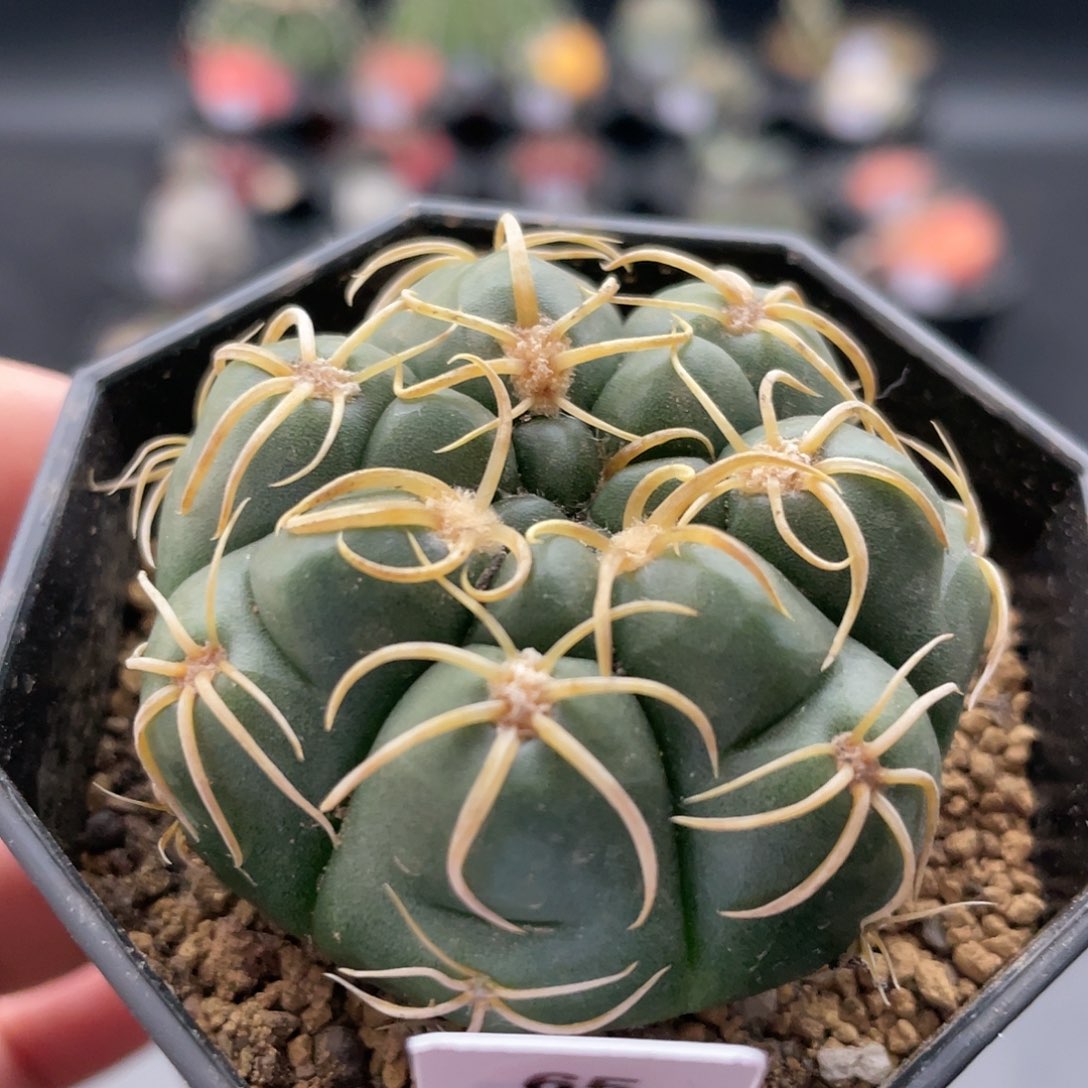 玖玩堂潮流植物卷刺海王