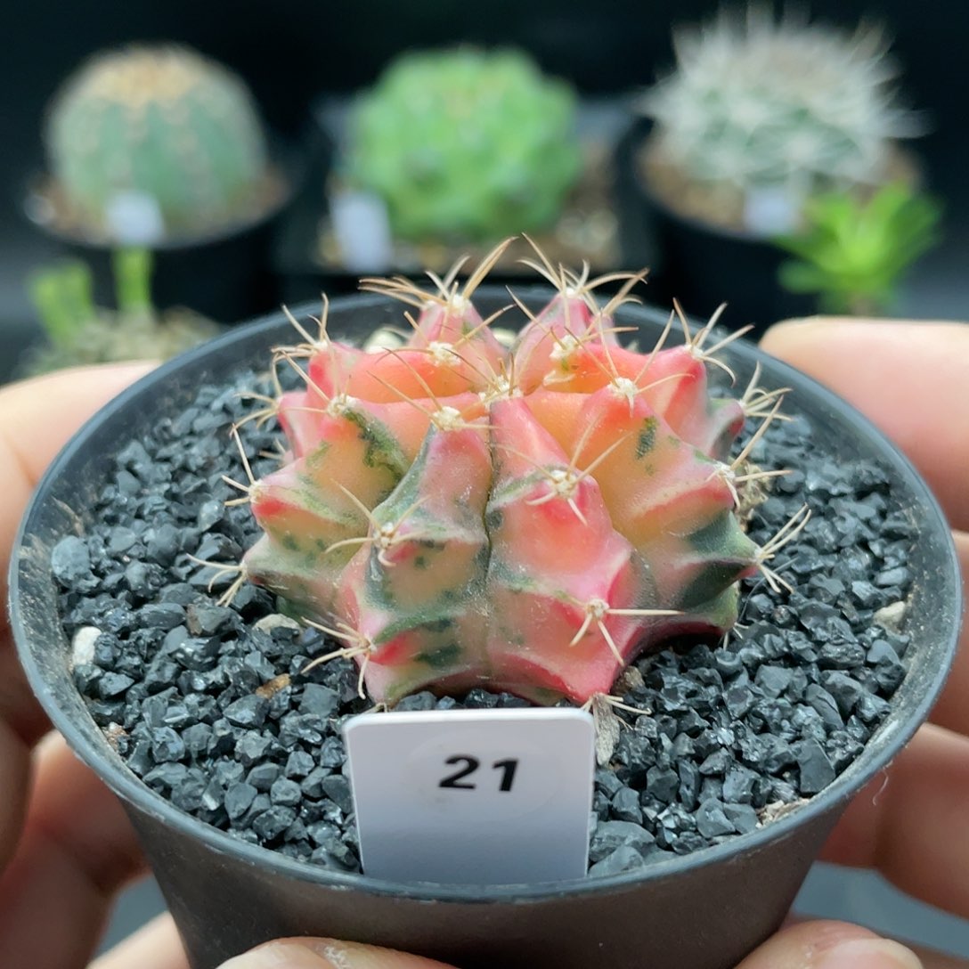玖玩堂潮流植物米哈锦