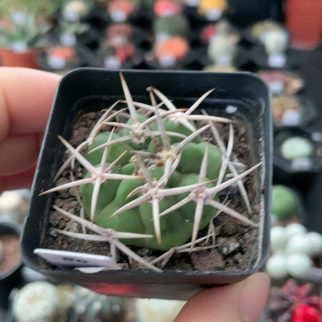 玖玩堂潮流植物碧岩玉
